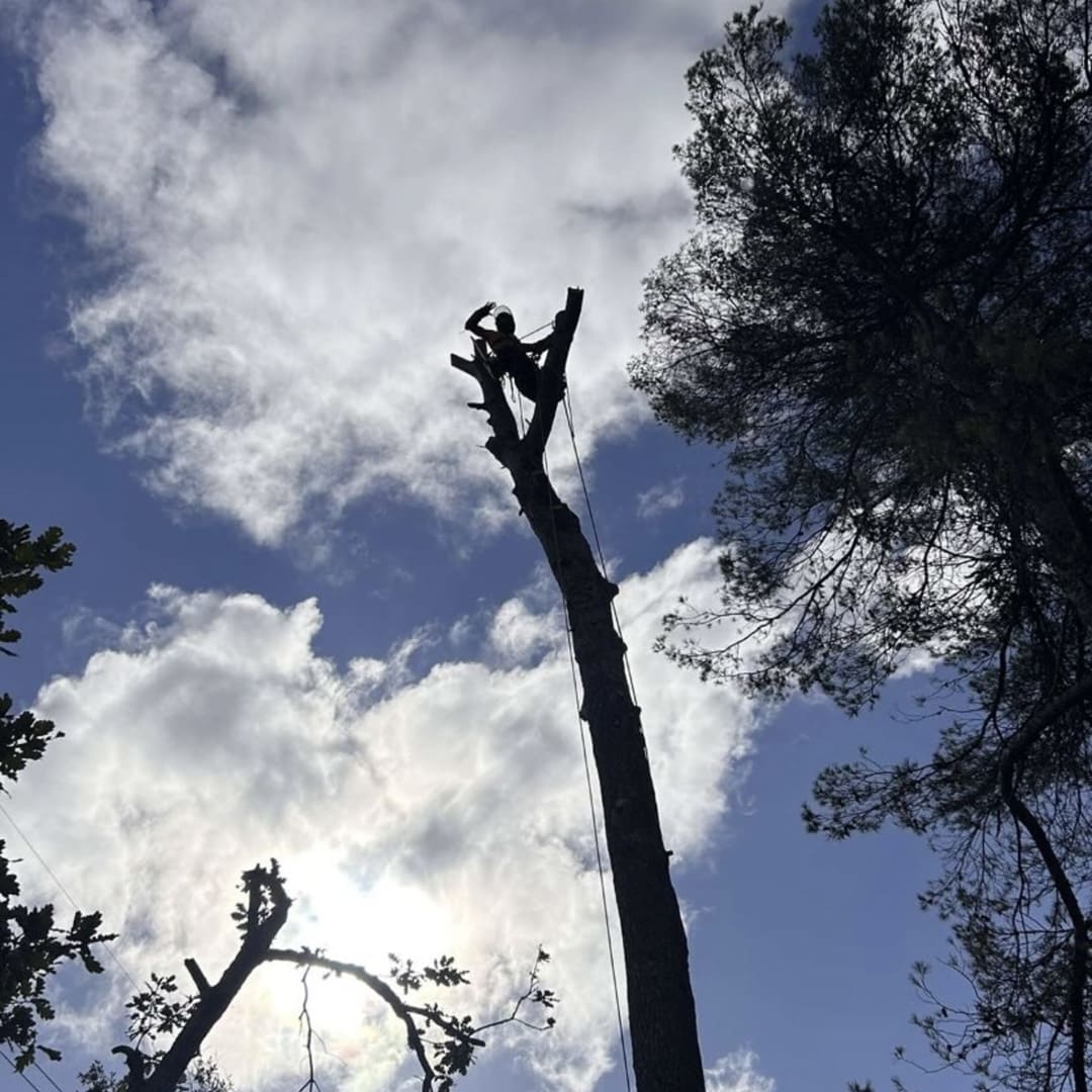 Abattage arbres